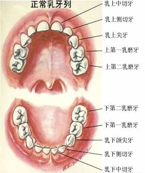 虎牙和龅牙哪个丑？龅牙矫正方法要了解