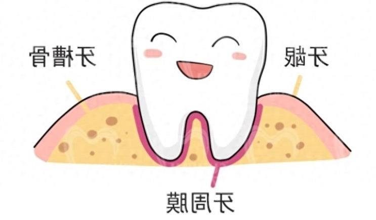 德国威兰德全瓷牙是什么？它对健康有好处吗？(图1)