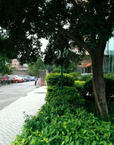 广州耳部矫正公立三甲医院排名一览，省医院、广医一院领衔，专业推荐