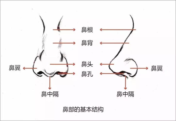 北京中日友好路会医生做鼻子反馈怎么样？附真实案例