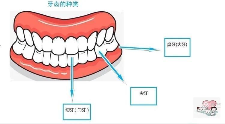 杭州哪个齿科医院镶牙好？这四家齿科医院备受推崇