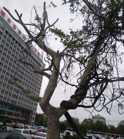 烟台隆胸手术医院排名推荐：哪家医院更值得信赖？(图2)